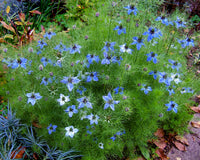Nigella Damascena Flower seeds for Planting Easy to Grow Heirloom & GMO Free Seeds for Home Garden 
 
 Sale