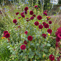 Arabian Night Dahlia Flower seeds for Planting - Wildflower Mix, Heirloom & GMO Free Seeds for Home Garden
 
 Sale