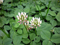 White Trifolium Repens Flower seeds for Planting - Seasonal Bloomer, Heirloom & GMO Free Seeds for Home Garden