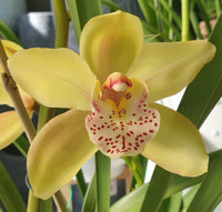 Oncidium Flower seeds for Planting Vibrant Colors Heirloom & GMO Free Seeds for Home Garden