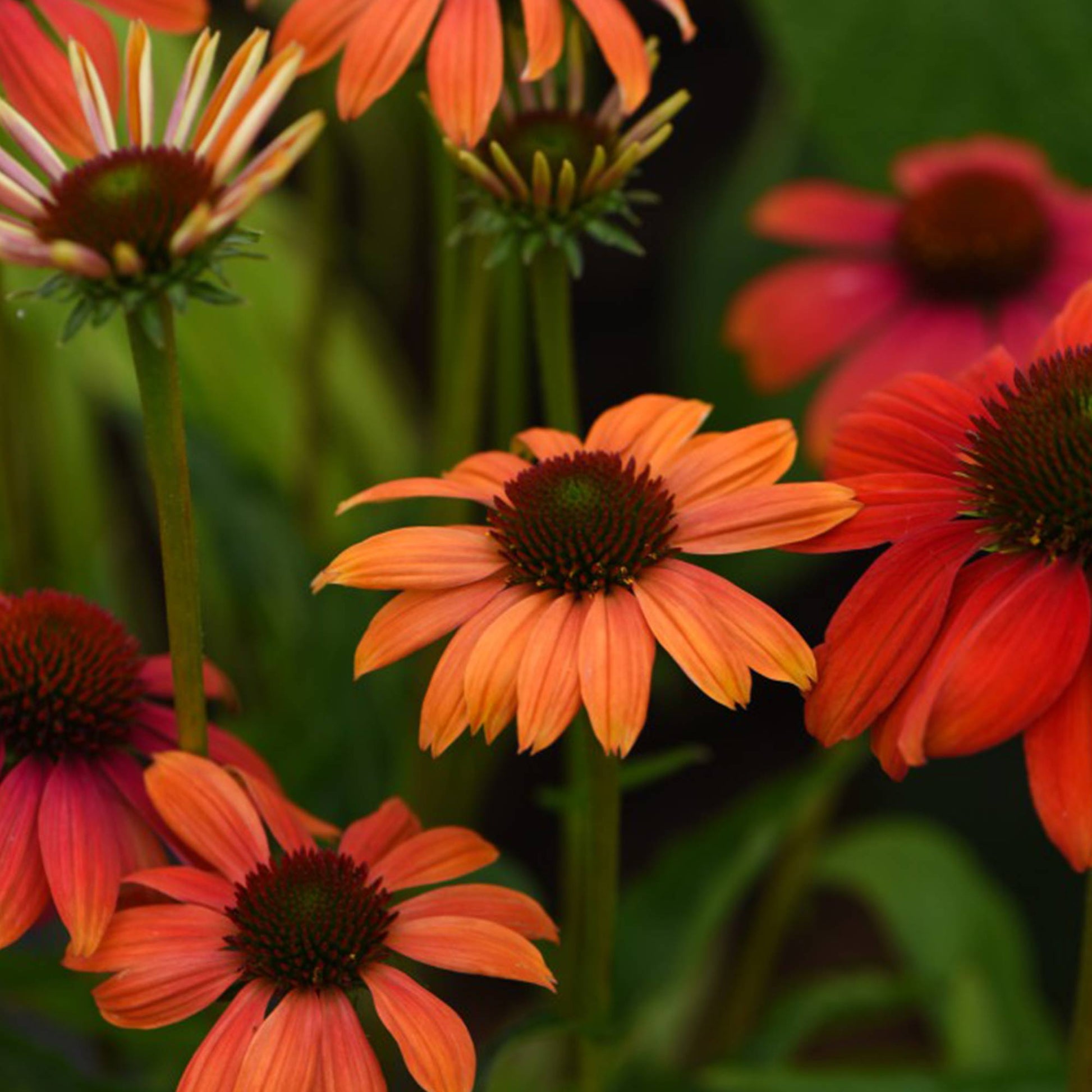 Echinacea Cheyenne Spirit Flower seeds for Planting Easy to Grow Heirloom & GMO Free Seeds for Home Garden