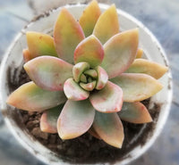 Cream Green Succulent Flower Seeds for Planting Sun Loving Heirloom & GMO Free Seeds for Home Garden
 
 Sale