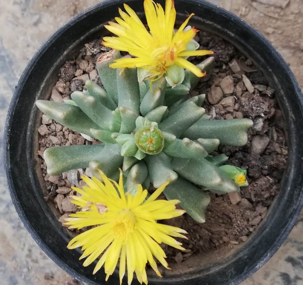 Yellow Faucaria Tigrina Plant Seeds Planting