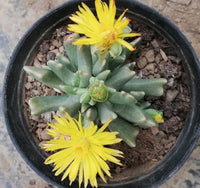 Yellow Faucaria Tigrina Plant Seeds Planting