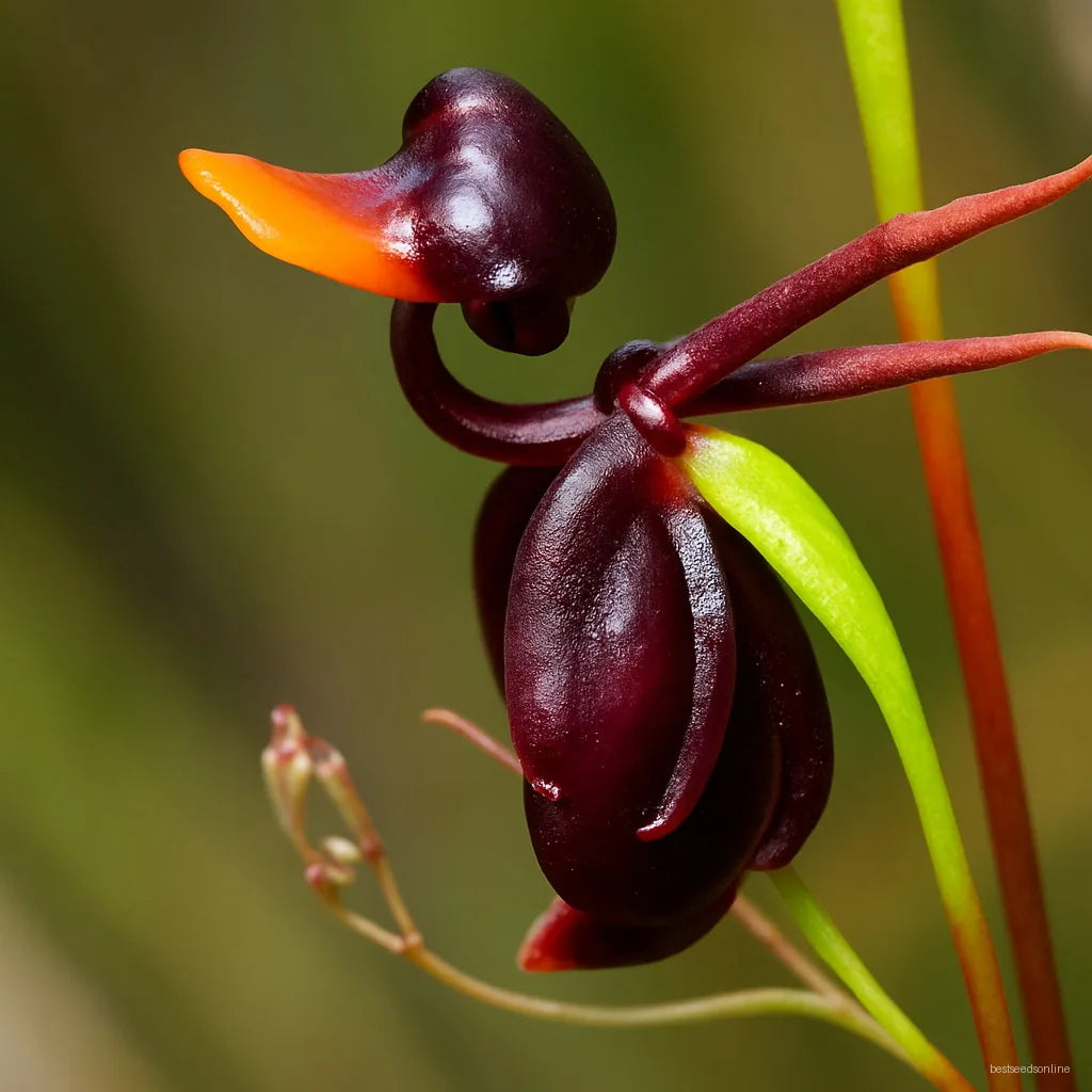 Flying Duck Orchid Seeds Flower seeds for Planting Easy to Grow Heirloom & GMO Free Seeds for Home Garden