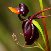 Flying Duck Orchid Seeds Flower seeds for Planting Easy to Grow Heirloom & GMO Free Seeds for Home Garden