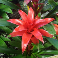 Red Bromeliad Flower seeds for Planting - Easy to Grow, Heirloom & GMO Free Seeds for Home Garden