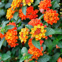 Lantana Flower seeds for Planting Pollinator Friendly Heirloom & GMO Free Seeds for Home Garden