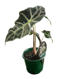 Alocasia Flower seeds for Planting - Wildflower Mix, Heirloom & GMO Free Seeds for Home Garden