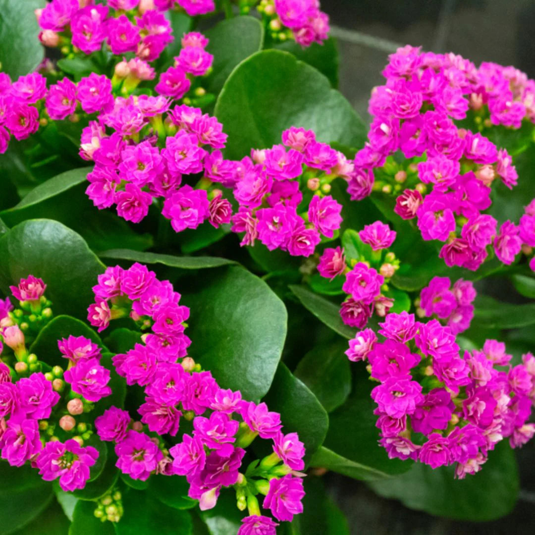 Kalanchoe Purple Flower seeds for Planting - Colorful Display, Heirloom & GMO Free Seeds for Home Garden