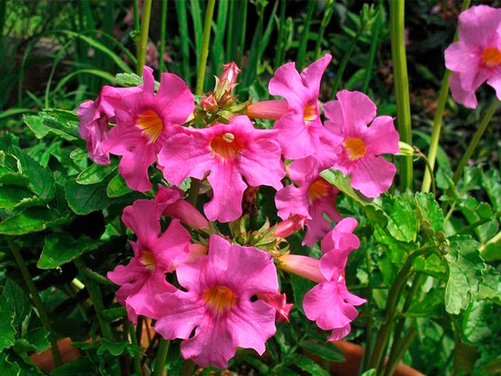Pink Incarvillea Flower Seeds for Planting - Vibrant Perennial Blooms