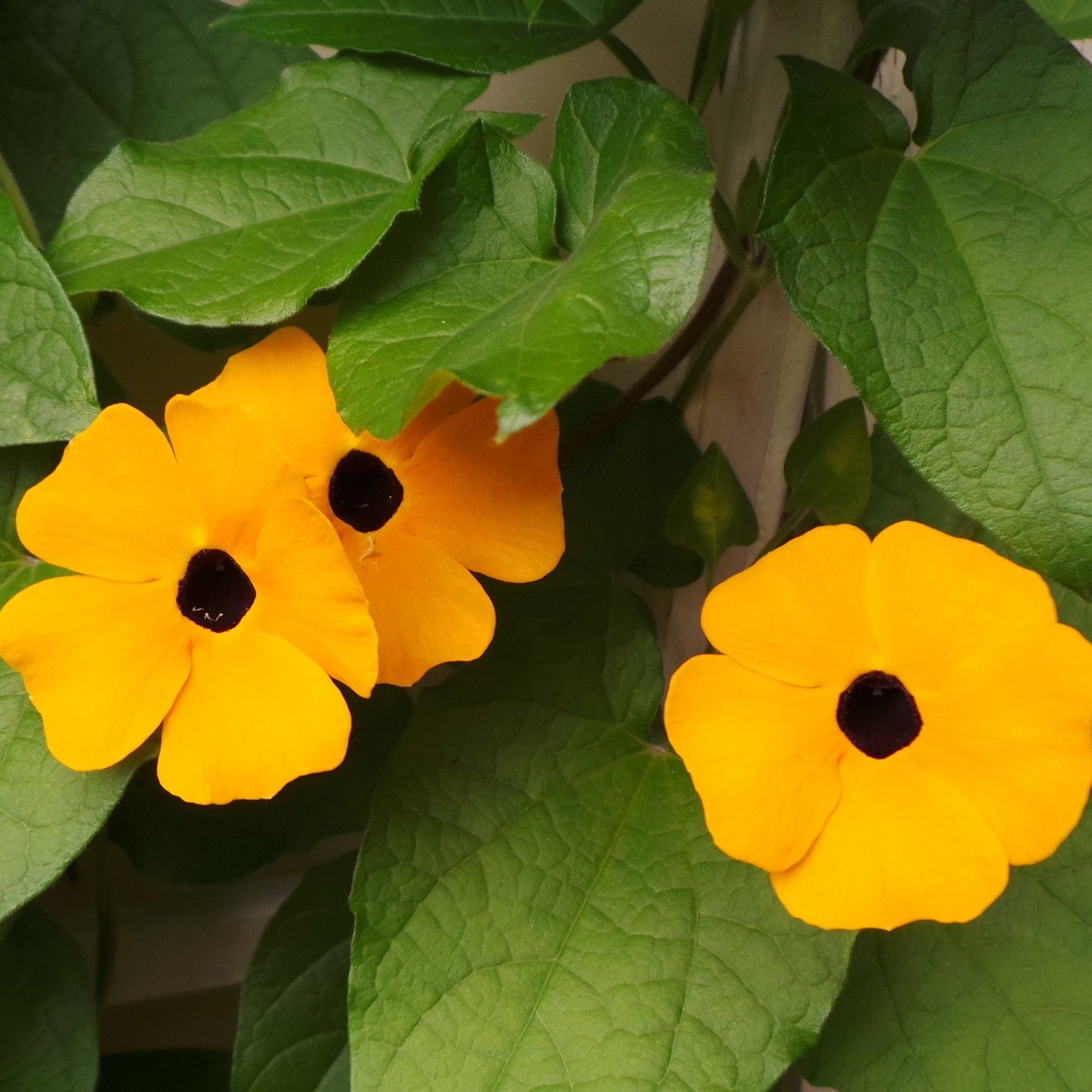 Mixed Thunbergia Flower seeds for Planting - Bright Blooms, Heirloom & GMO Free Seeds for Home Garden