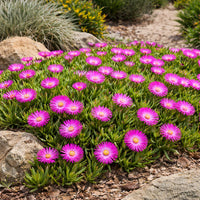 Carpobrotus Flower seeds for Planting - Cottage Garden Essential, Heirloom & GMO Free Seeds for Home Garden