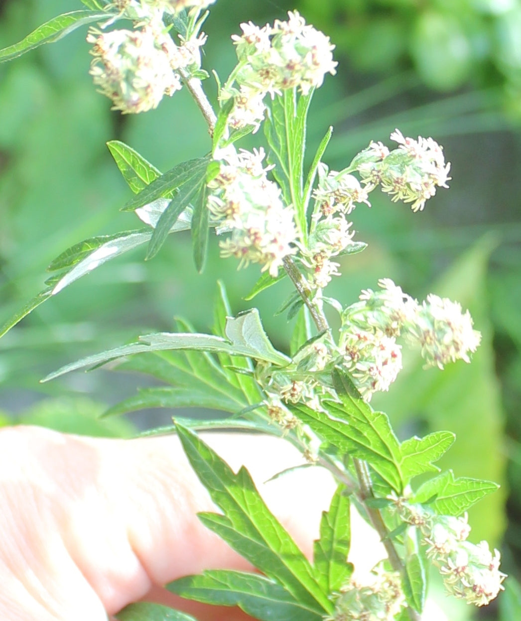 Artemisia Argyi Flower seeds for Planting - Cottage Garden Essential, Heirloom & GMO Free Seeds for Home Garden
