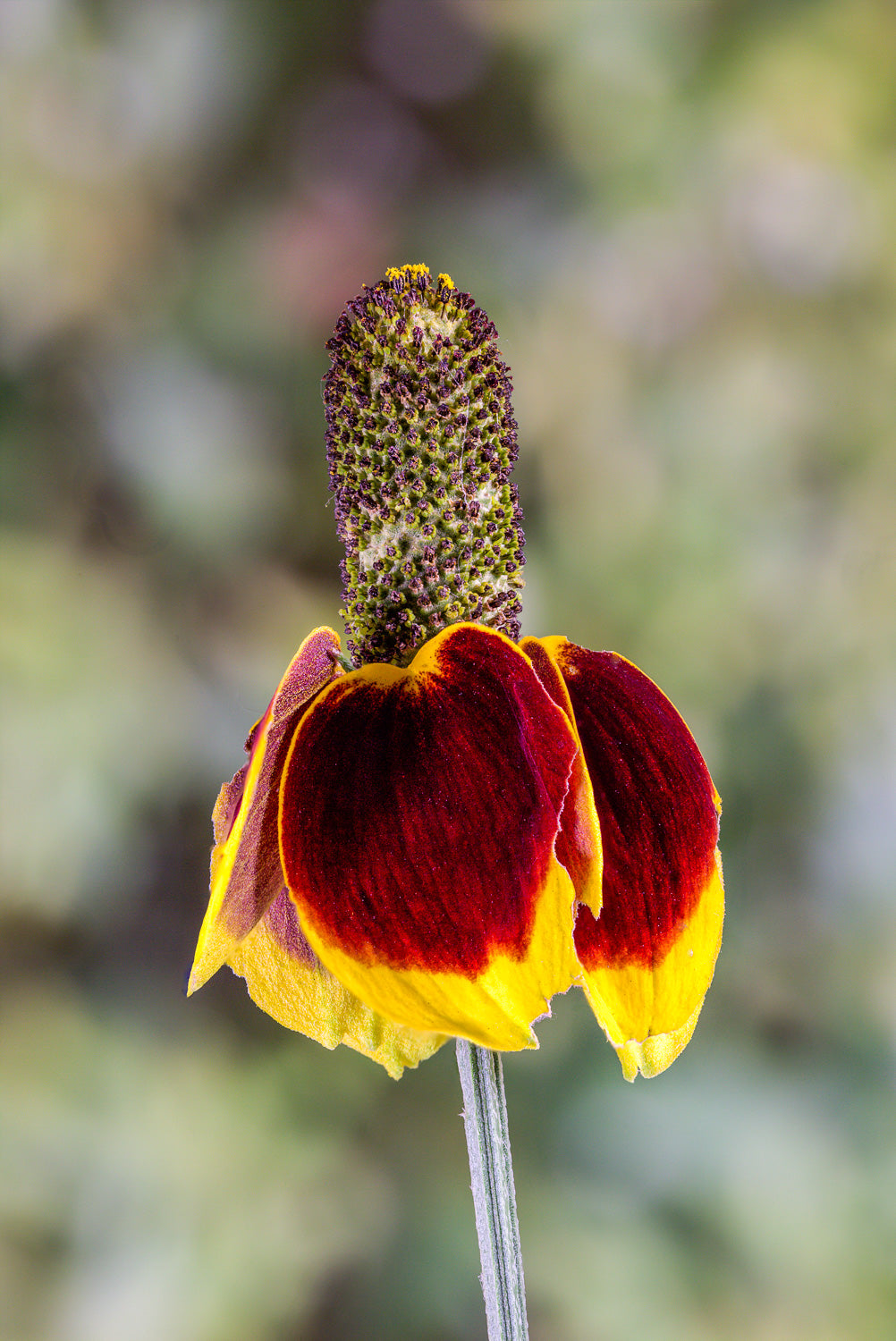 Ratibida Columnaris Flower seeds for Planting Garden Favorite Heirloom & GMO Free Seeds for Home Garden