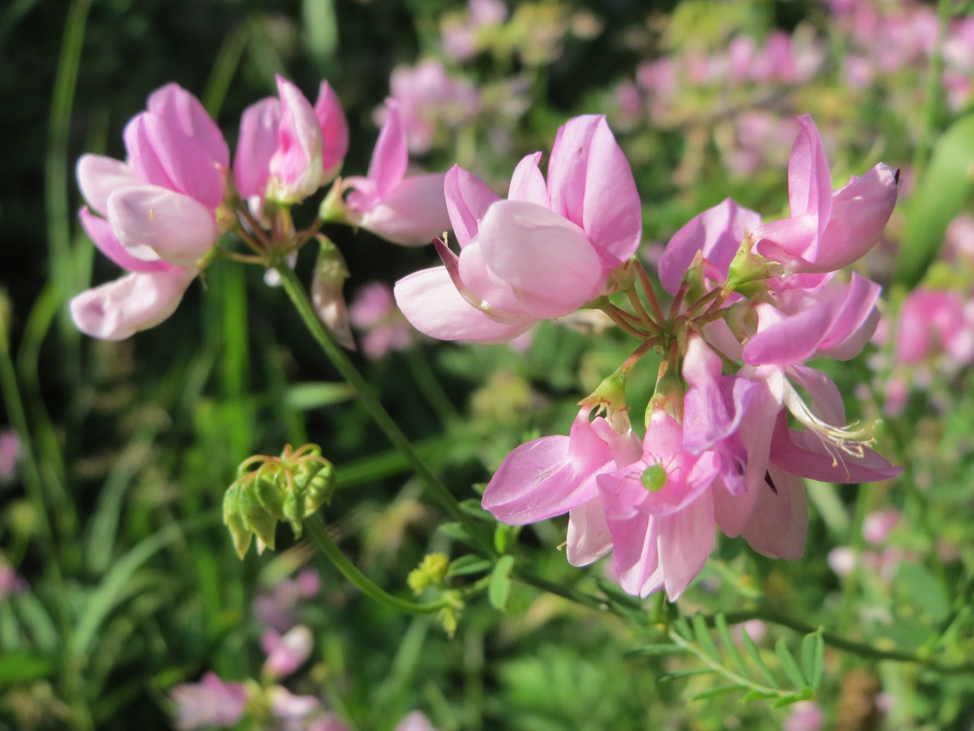 Vetch Coronilla Flower seeds for Planting Seasonal Bloomer Heirloom & GMO Free Seeds for Home Garden
 
 Sale