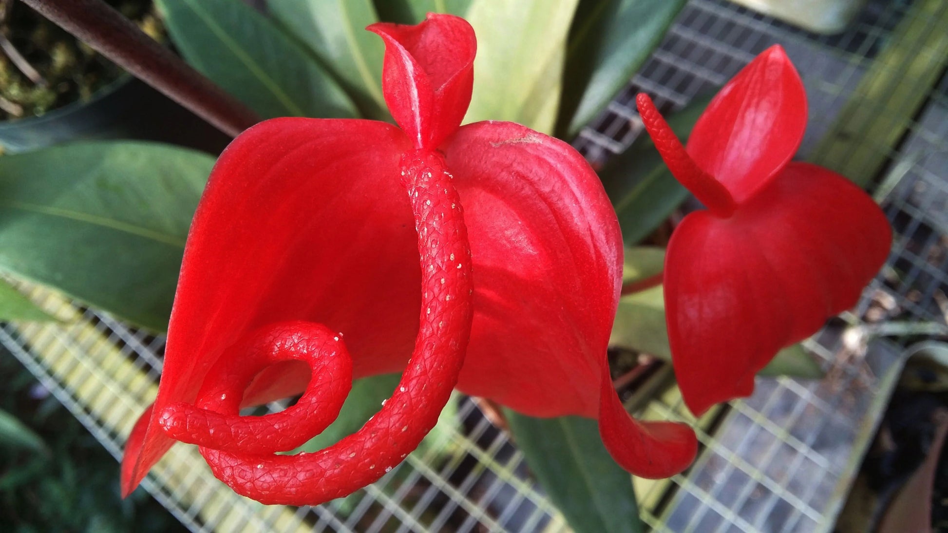 Pigtail Anthurium Flower seeds for Planting Fragrant Blossoms Heirloom & GMO Free Seeds for Home Garden