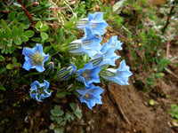 Blue White Gentian Flower seeds for Planting - Sun Loving, Heirloom & GMO Free Seeds for Home Garden