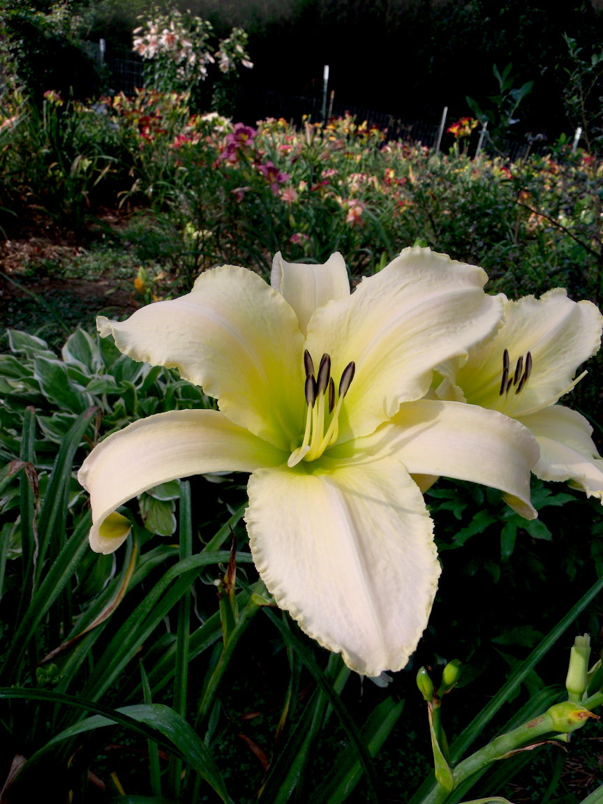 Hemerocallis Lady Elizabeth Flower seeds for Planting Low Maintenance Heirloom & GMO Free Seeds for Home Garden