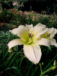 Hemerocallis Lady Elizabeth Flower seeds for Planting Low Maintenance Heirloom & GMO Free Seeds for Home Garden