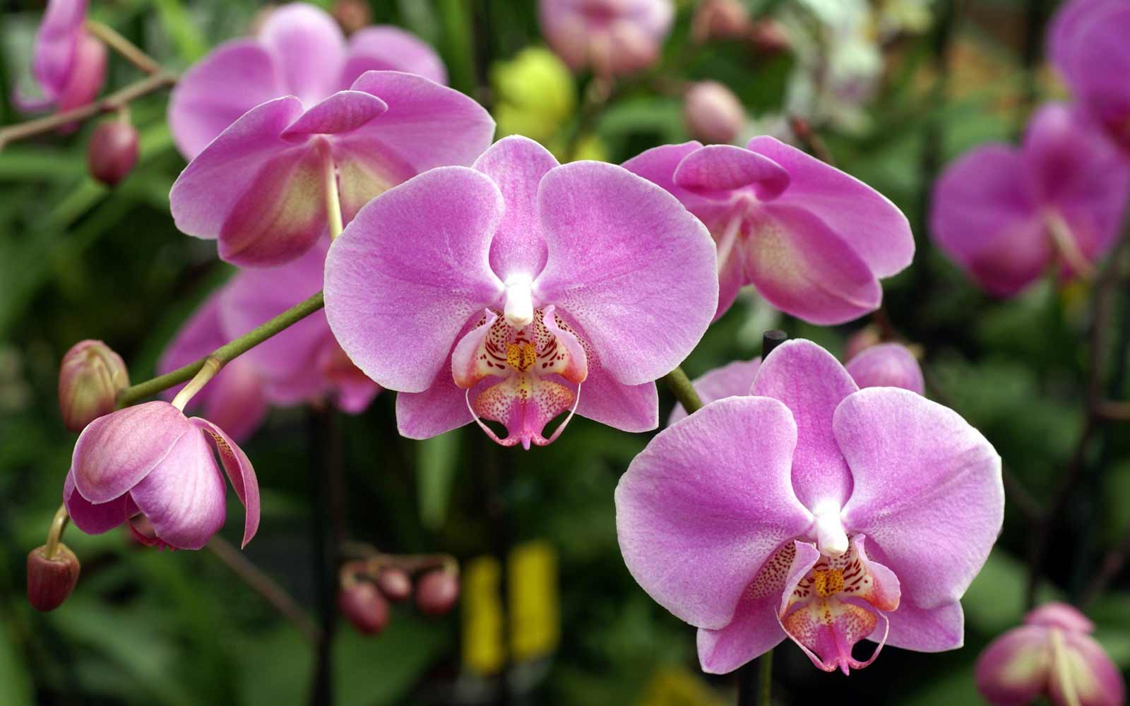 Cymbidium Flower seeds for Planting - Cut Flower Favorite, Heirloom & GMO Free Seeds for Home Garden