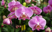 Cymbidium Flower seeds for Planting - Cut Flower Favorite, Heirloom & GMO Free Seeds for Home Garden