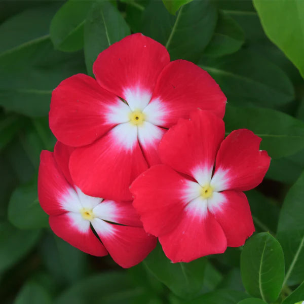 Red Vinca Rosea Flower seeds for Planting - Shade Tolerant, Heirloom & GMO Free Seeds for Home Garden