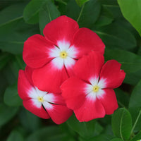 Red Vinca Rosea Flower seeds for Planting - Shade Tolerant, Heirloom & GMO Free Seeds for Home Garden