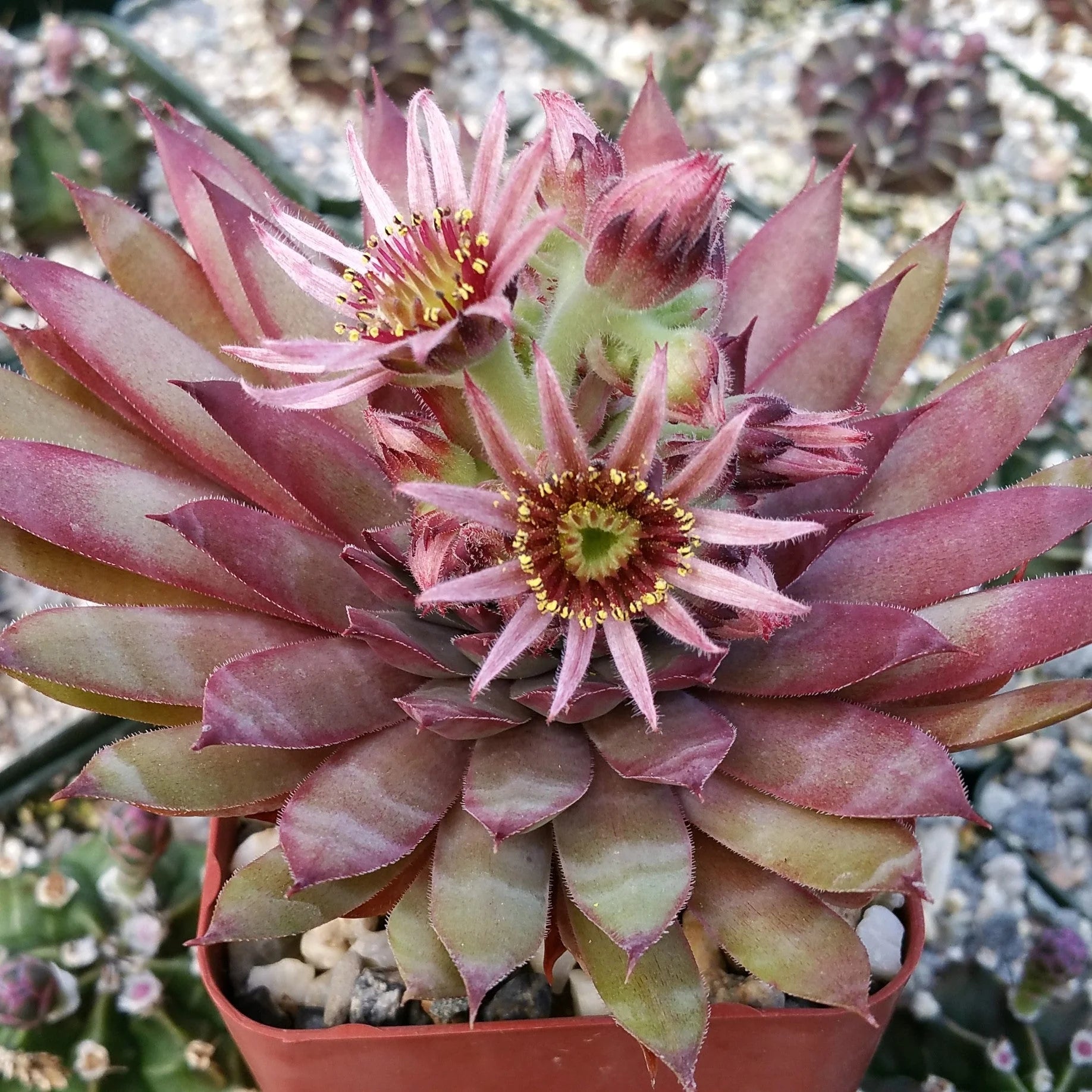 Sempervivum Flower seeds for Planting - Vibrant Colors, Heirloom & GMO Free Seeds for Home Garden