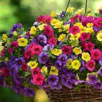 Mix Calibrachoa & Petunia Flower seeds for Planting Garden Favorite Heirloom & GMO Free Seeds for Home Garden
 
 Sale