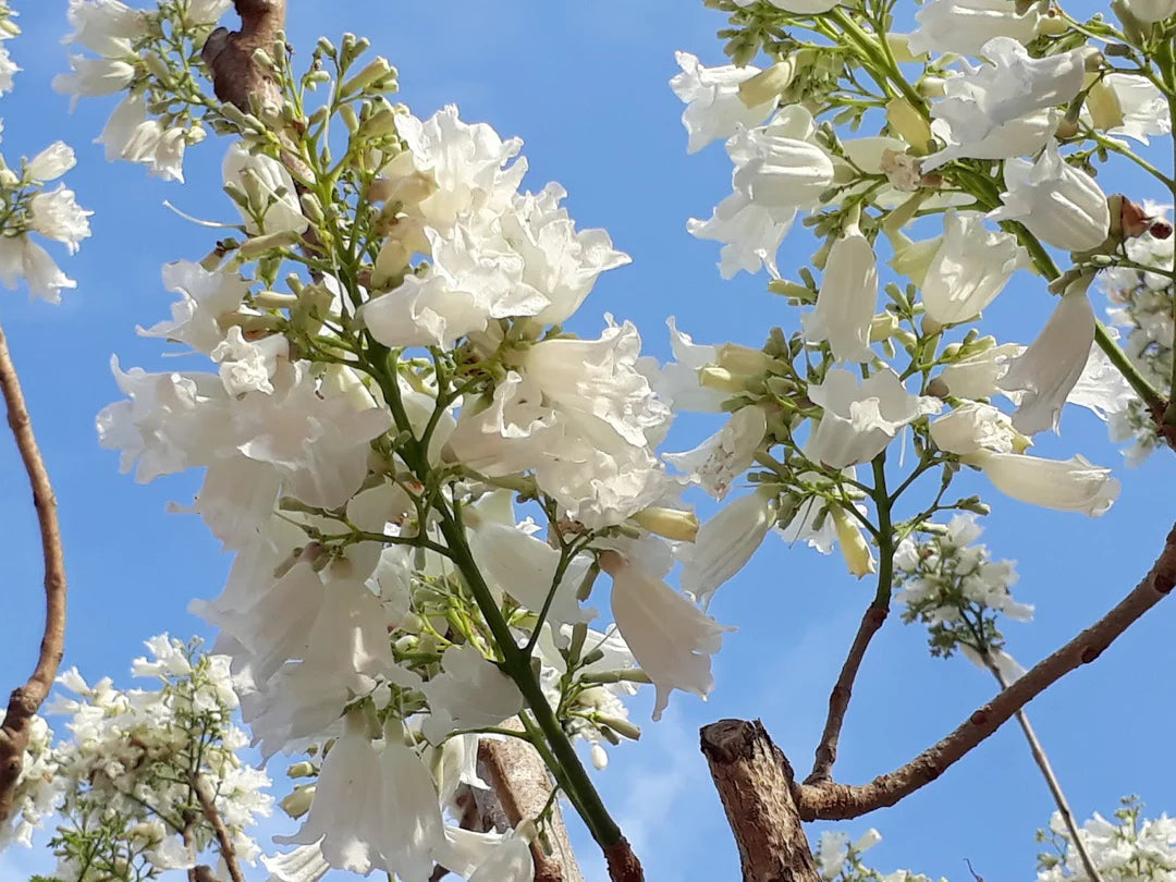White Jacaranda Flower Seeds for Planting Pollinator Friendly Heirloom & GMO Free Seeds for Home Garden
 
 Sale