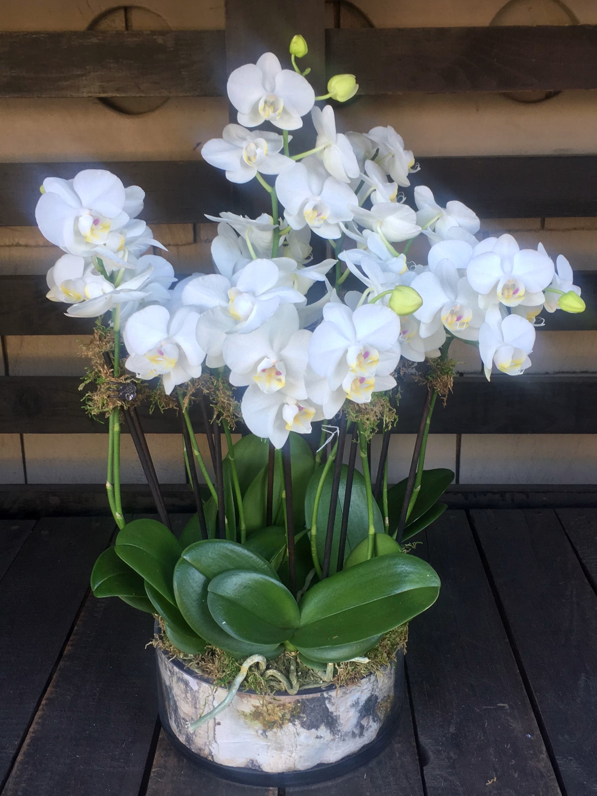 White Phalaenopsis Orchid Flower seeds for Planting - Pollinator Friendly, Heirloom & GMO Free Seeds for Home Garden