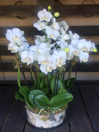 White Phalaenopsis Orchid Flower seeds for Planting - Pollinator Friendly, Heirloom & GMO Free Seeds for Home Garden