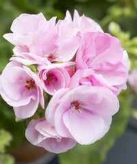 Light Pink Geraniums Flower seeds for Planting - Pollinator Friendly, Heirloom & GMO Free Seeds for Home Garden