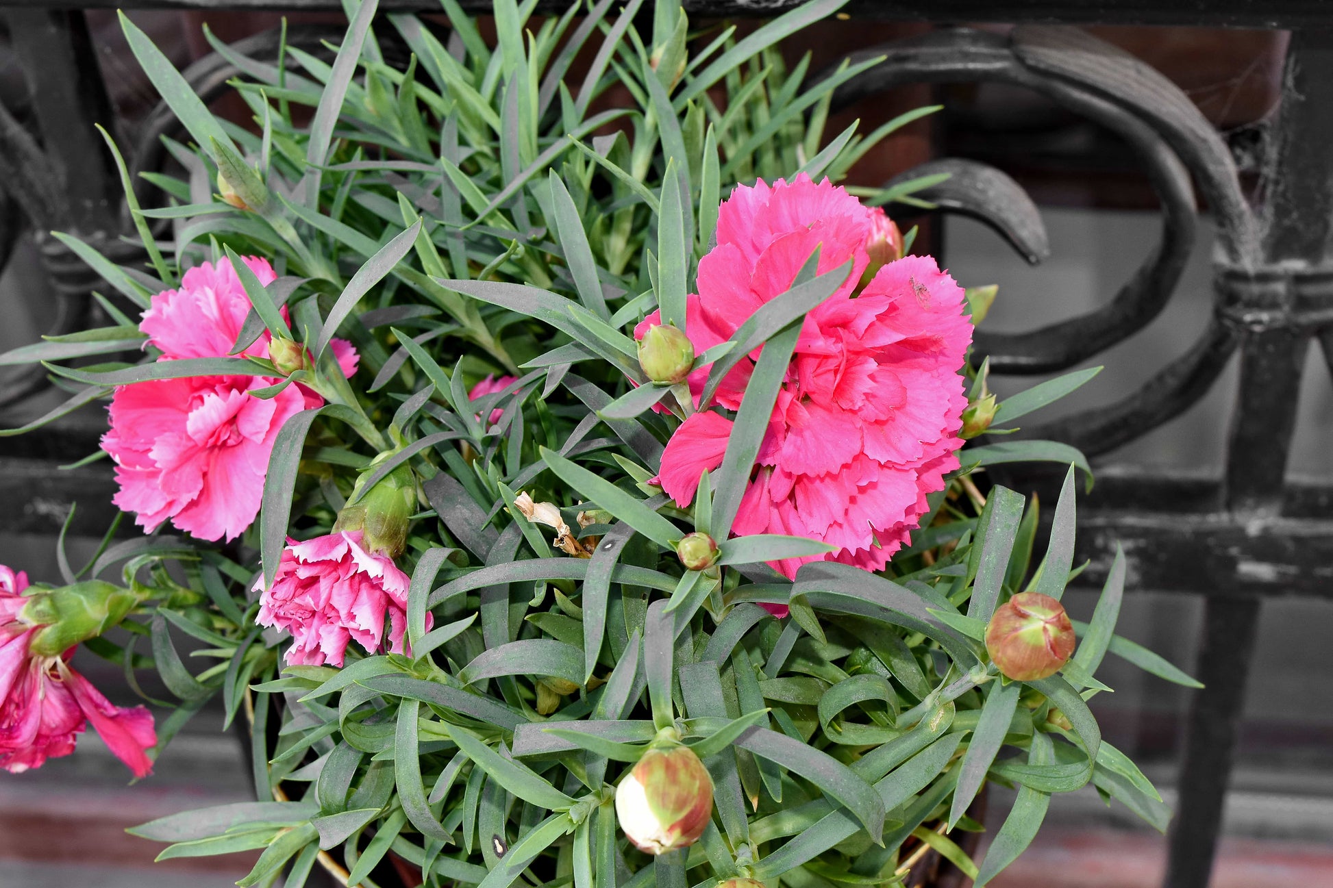 Carnation Perennial Flower seeds for Planting Low Maintenance Heirloom & GMO Free Seeds for Home Garden
