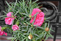 Carnation Perennial Flower seeds for Planting Low Maintenance Heirloom & GMO Free Seeds for Home Garden