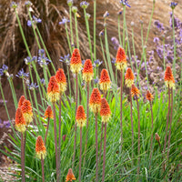 Red Kniphofia Caulescens Flower seeds for Planting - Sun Loving, Heirloom & GMO Free Seeds for Home Garden