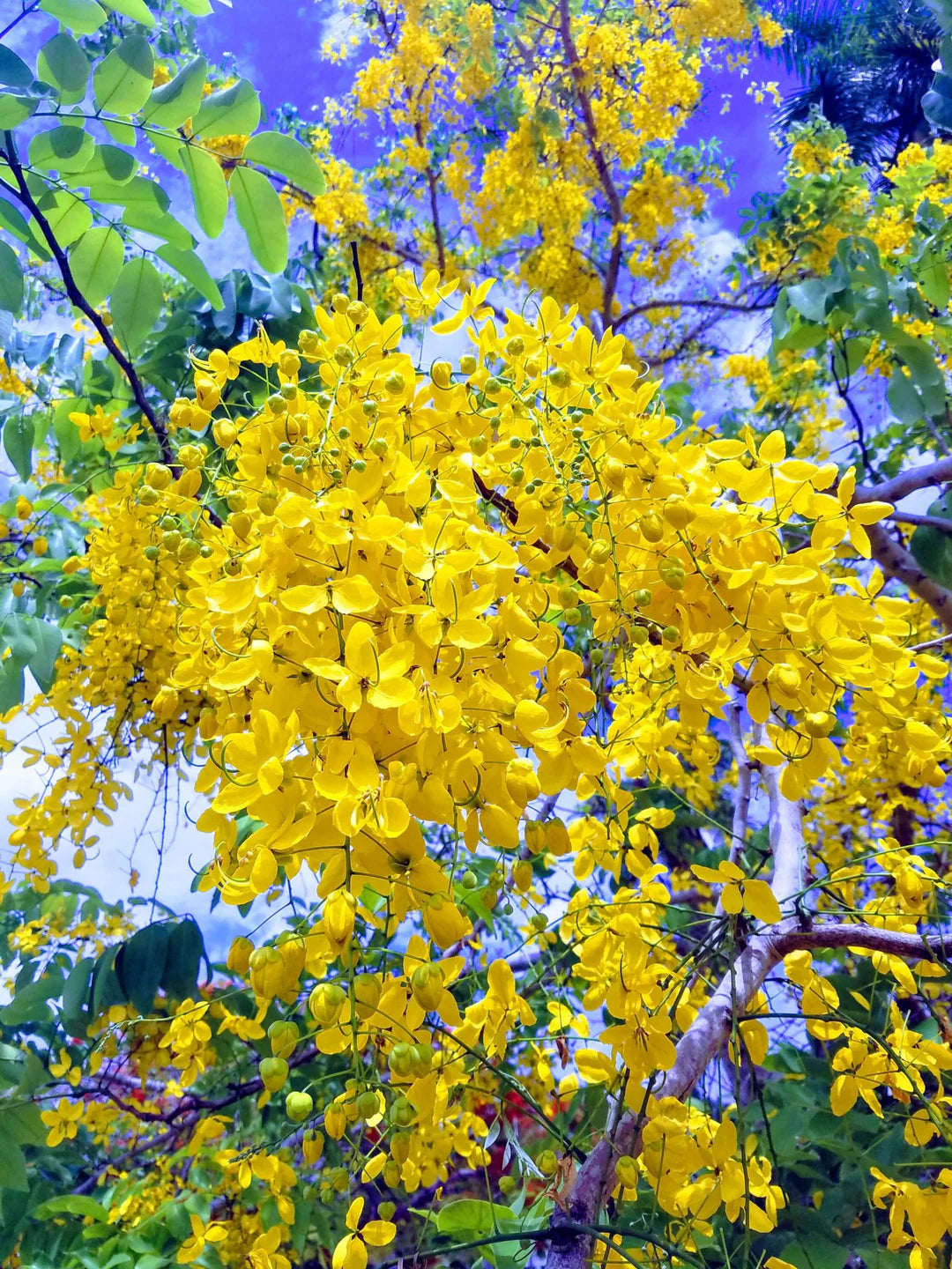 Light Yellow Crape Myrtle Tree Flower seeds for Planting - Long Bloom Season, Heirloom & GMO Free Seeds for Home Garden
 
 Sale
