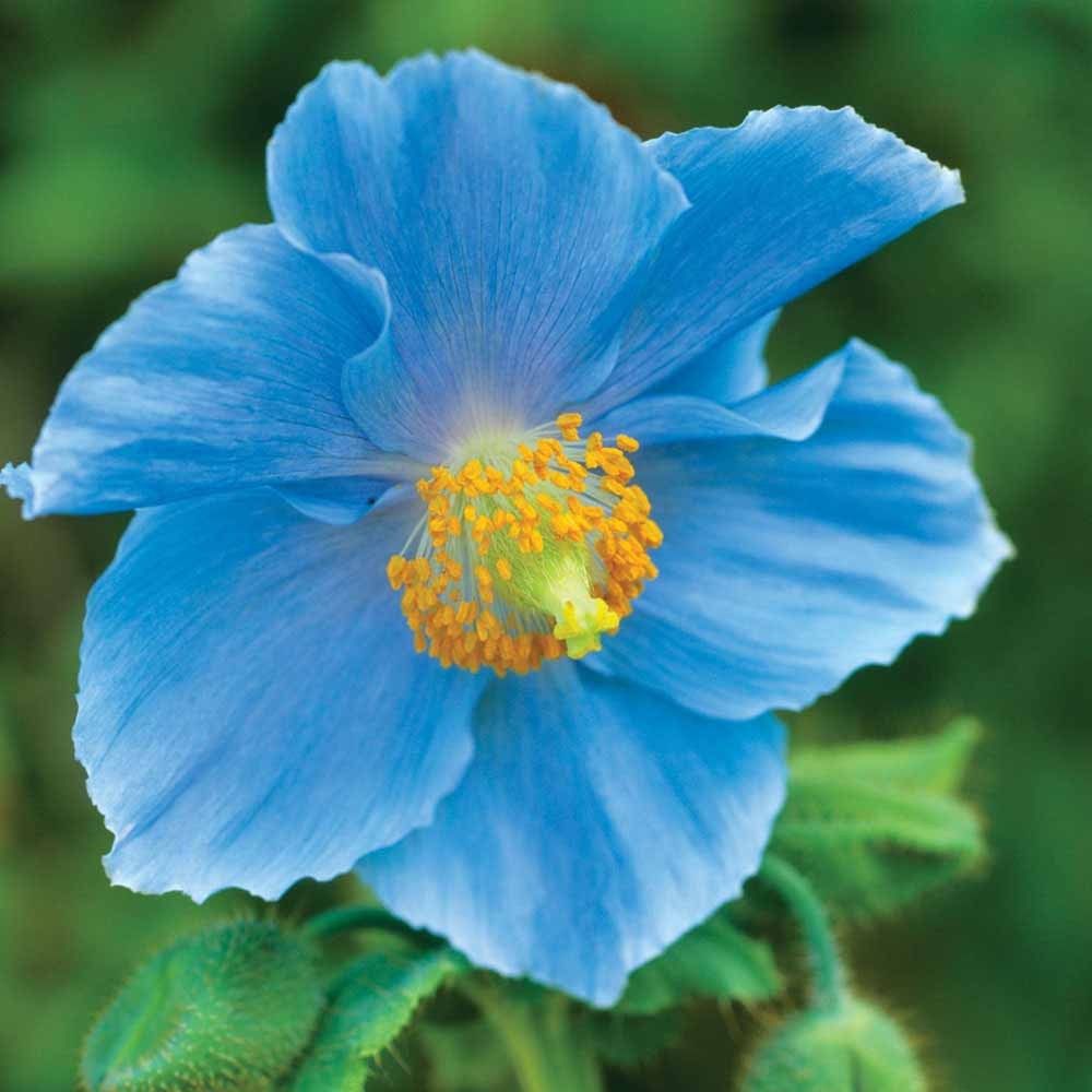 Blue Flower seeds for Planting - Sun Loving, Heirloom & GMO Free Seeds for Home Garden