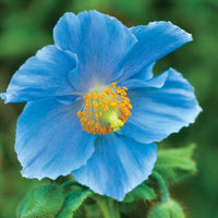 Blue Flower seeds for Planting - Sun Loving, Heirloom & GMO Free Seeds for Home Garden