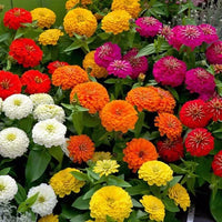 Light Yellow Zinnia Flower seeds for Planting - Fragrant Blossoms, Heirloom & GMO Free Seeds for Home Garden