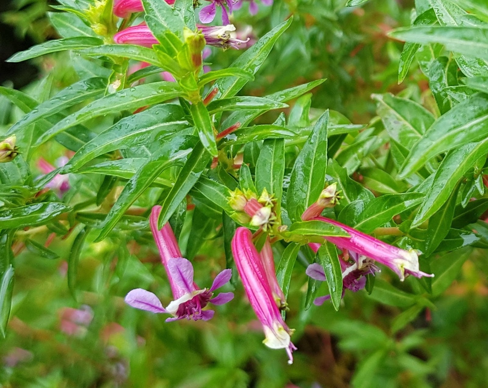 Cuphea Ignea Rose Flower Seeds for Planting in Flower Bed