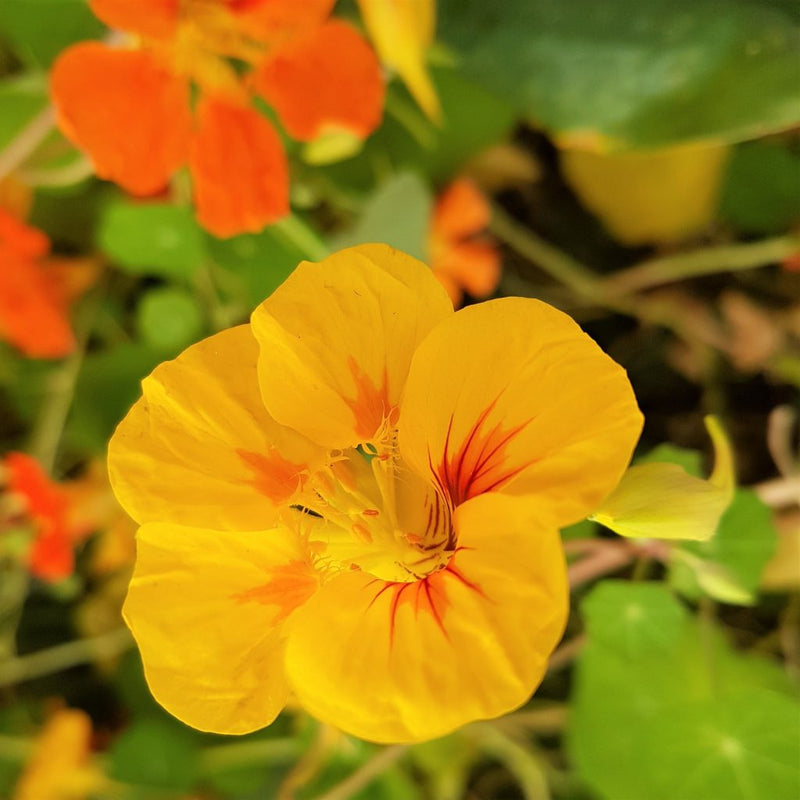 Light Yellow Nasturtium Seeds for Easy Planting – Beautiful Blooms
