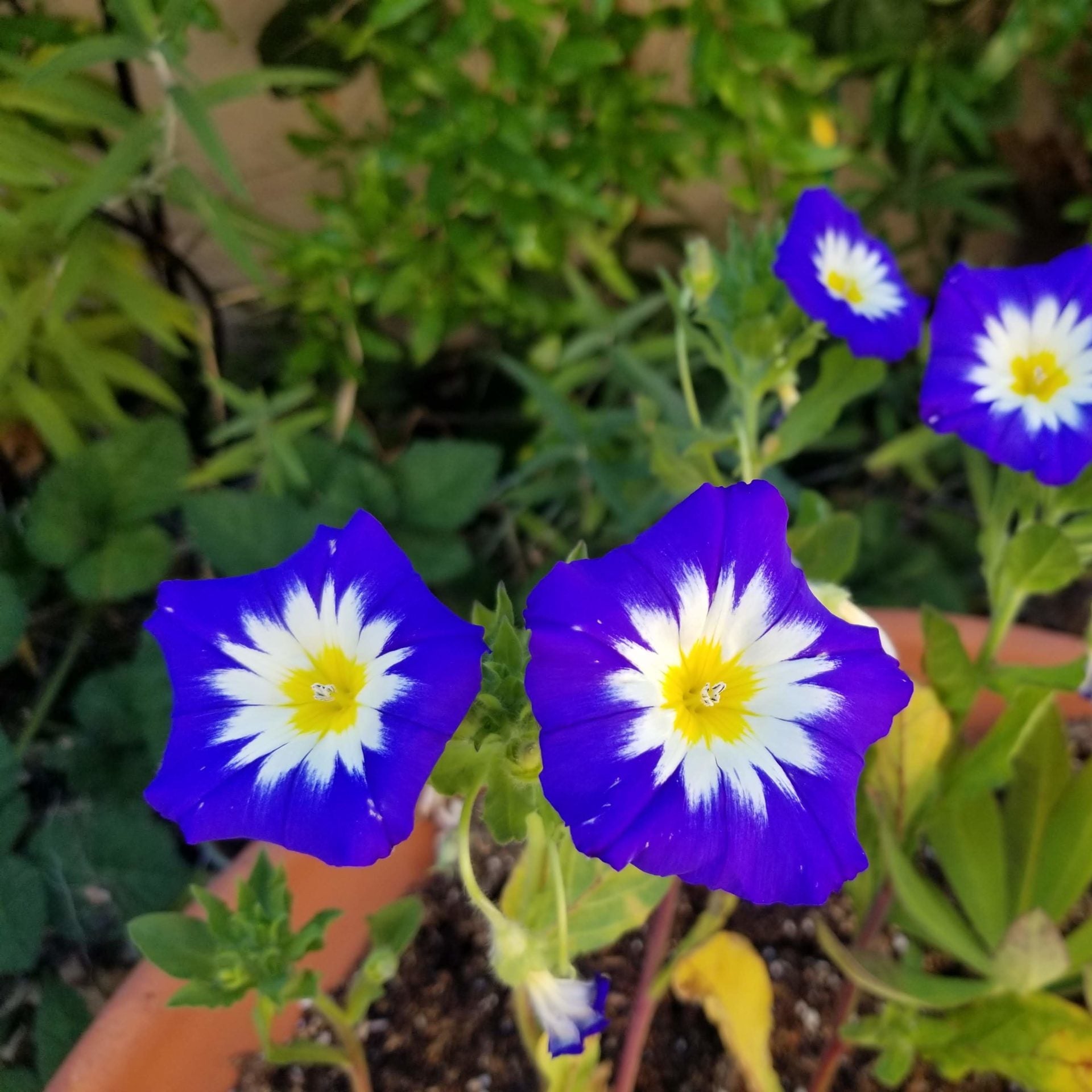 Mixed Convolvulus Flower seeds for Planting - Colorful Display, Heirloom & GMO Free Seeds for Home Garden