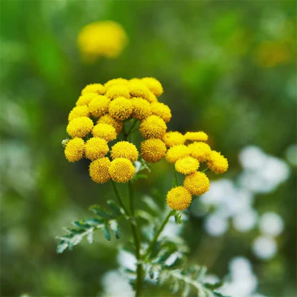 Heirloom Tansy Flower seeds for Planting Bright Blooms Heirloom & GMO Free Seeds for Home Garden