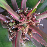 Euphorbia Leuconeura Flower seeds for Planting Wildflower Mix Heirloom & GMO Free Seeds for Home Garden 
 
 Sale