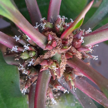 Euphorbia Leuconeura Flower seeds for Planting Wildflower Mix Heirloom & GMO Free Seeds for Home Garden 
 
 Sale