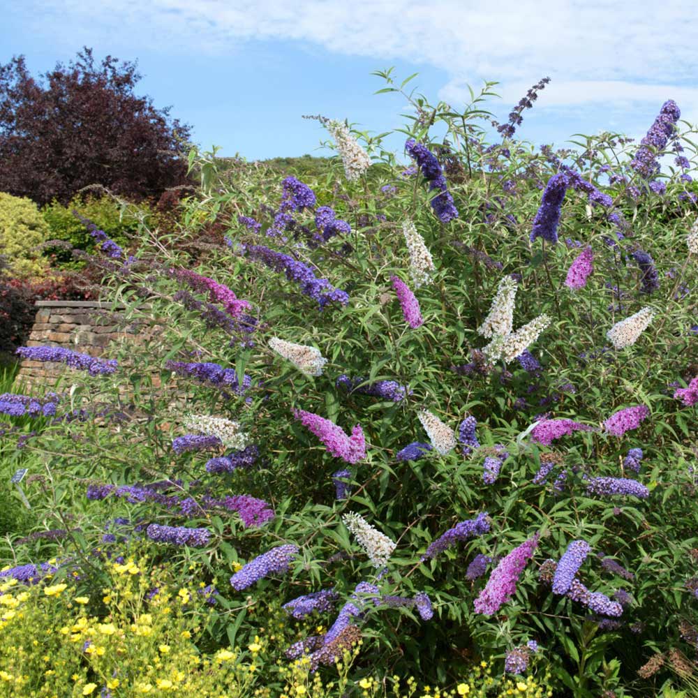 Mix Buddleia Davidii Flower seeds for Planting - Seasonal Bloomer, Heirloom & GMO Free Seeds for Home Garden