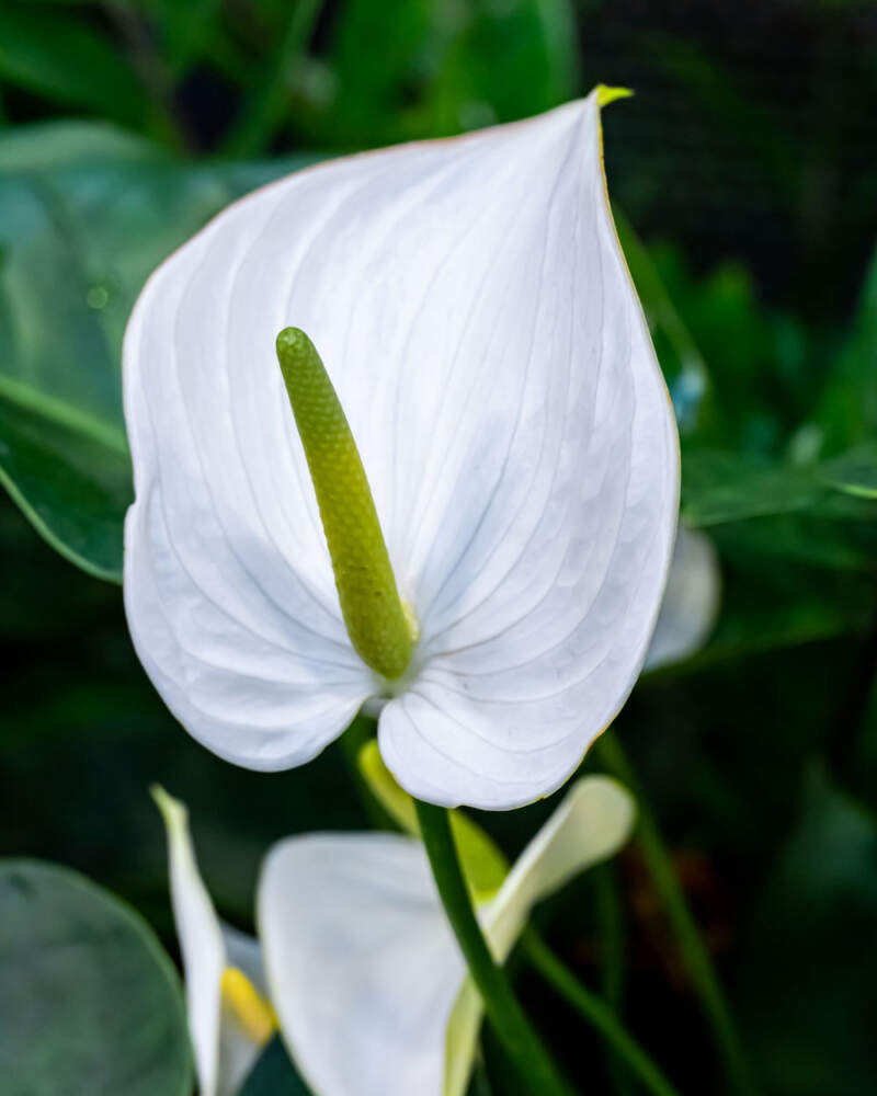 White Anthurium Flower Seeds for Garden Bright Blooms Heirloom & GMO Free Seeds for Home Garden
 
 Sale