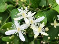 Clematis Montana Flower seeds for Planting Pollinator Friendly Heirloom & GMO Free Seeds for Home Garden